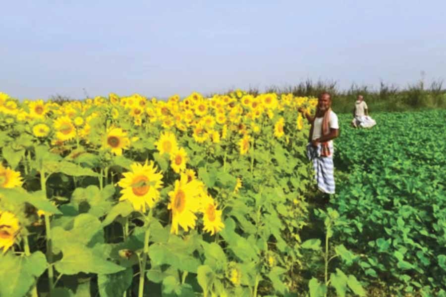 A farmer is tending his sunflower field at Ibrahimpur village - a remote shoal area in Chandpur Sadar upazila — FE photo