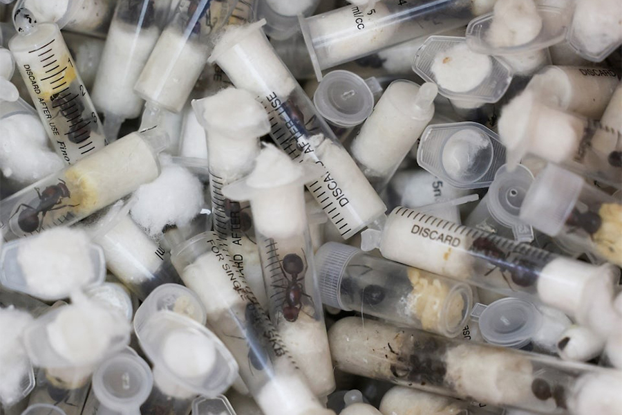 Samples of garden ants concealed in syringes are presented to court as two Belgian nationals, a Vietnamese and a Kenyan national appeared for the hearing of their case, after they pleaded guilty to illegal possession and trafficking of garden ants, at the Jomo Kenyatta International Airport (JKIA) Law Courts, in Nairobi, Kenya on April 15, 2025 — Reuters photo