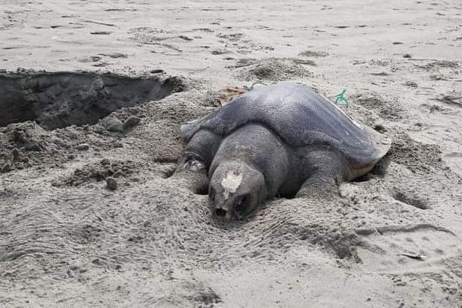 A carcass of turtle lies in a sand dune on the Cox's Bazar seashore