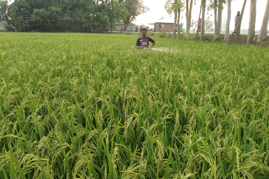 A farmer spraying insecticide in his IRRI-Boro paddy field in Govindganj upazila of Gaibandha district