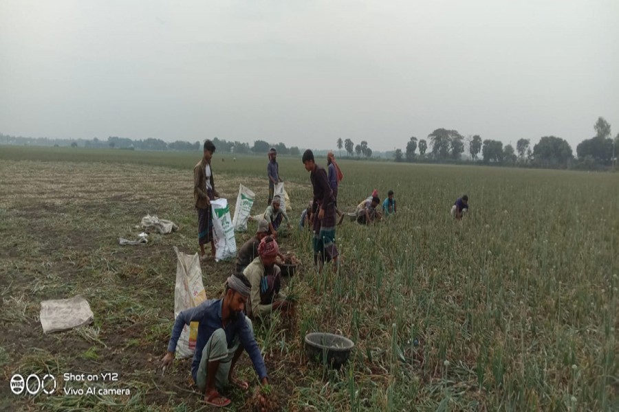Farmers of Maharajpur union under Muksudpur upazila are now busy harvesting onion- FE Photo