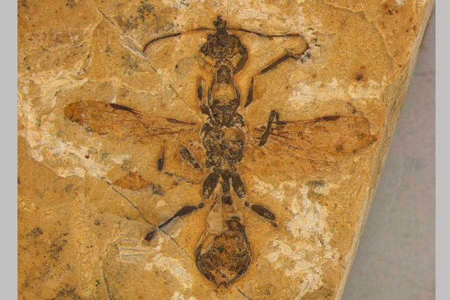 A 113-million-year-old fossilized ant preserved in limestone unearthed in northeastern Brazil, the world's oldest-known ant specimen is seen in this photograph released on Apr 24, 2025.