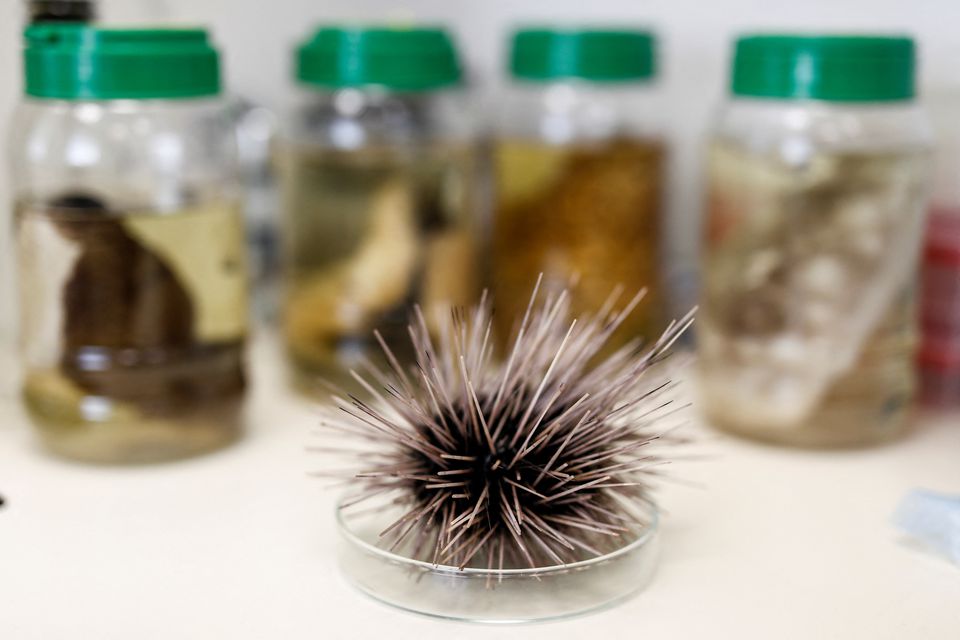 A dead black sea urchin is displayed at a laboratory in Tel Aviv University's Steinhardt Museum of Natural History in Tel Aviv, Israel May 23, 2023. REUTERS/Corinna Kern