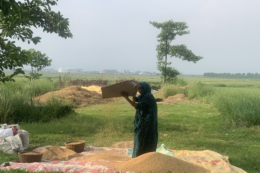 A woman cleaning her paddy at Kandigaon village of Golapganj upazila in Sylhet for selling at a local market - FE Photo