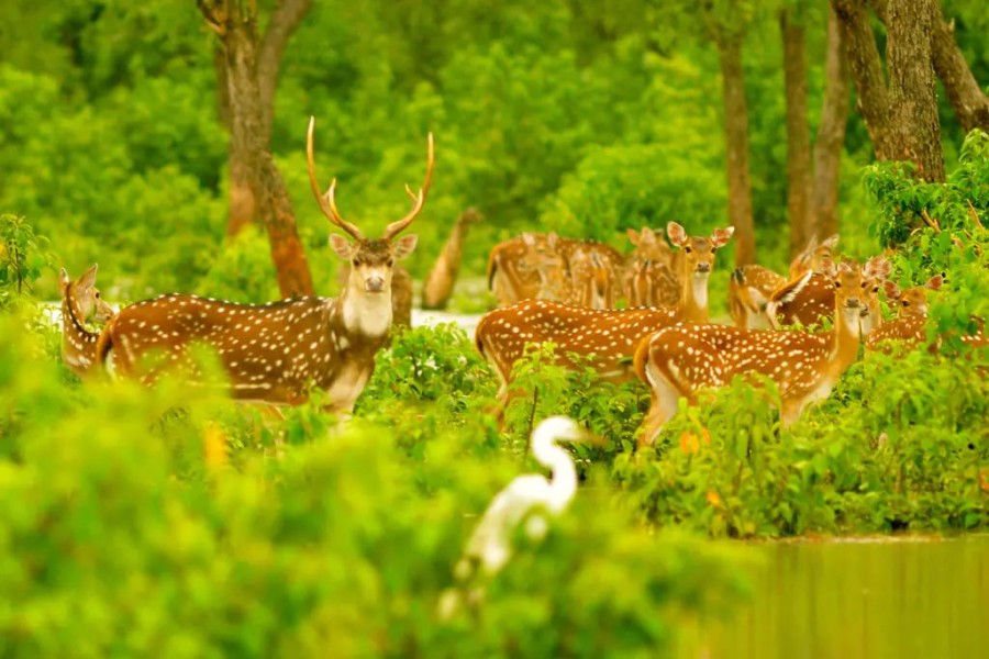 ফাইল ছবি।