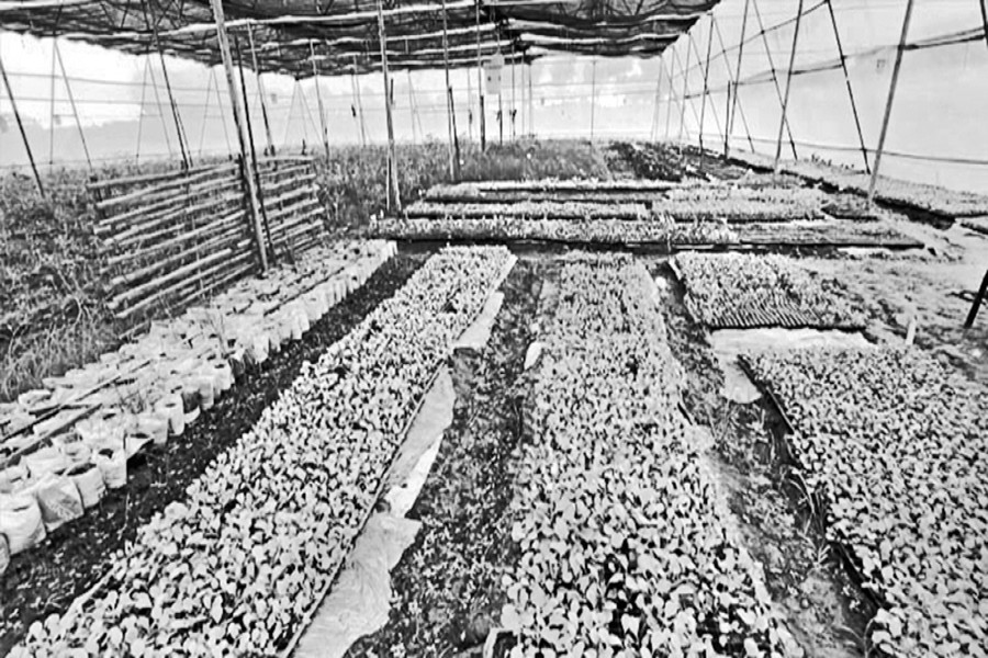 The photo shows vegetables are produced by mixing organic fertiliser in plastic trays, sowing seeds in coconut shells without touching the soil in Mirzapur area of Pabna Sadar Upazila