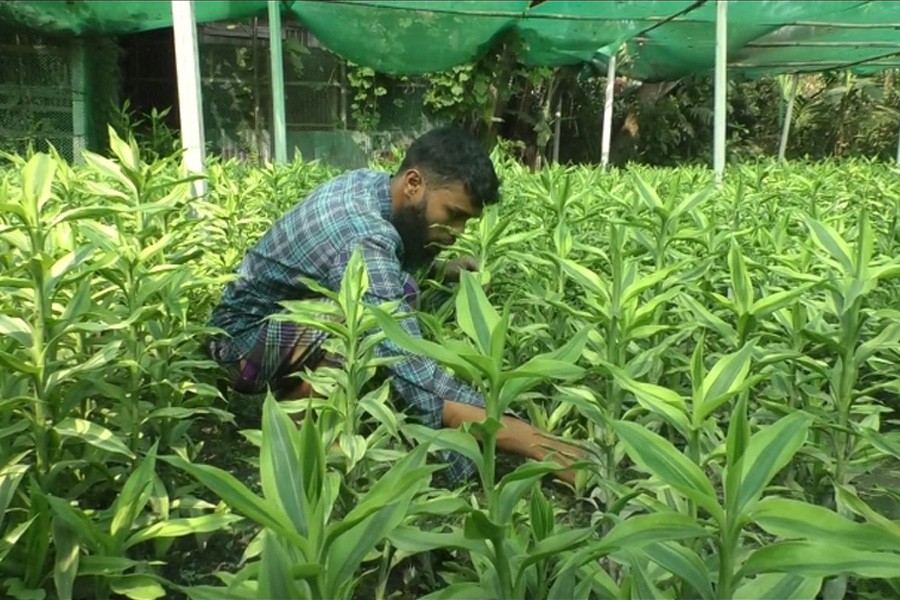 A farmer is taking care of a lucky bamboo field at Panchgachi Shantiram village in Sundarganj upazila of Gaibandha district- FE Photo