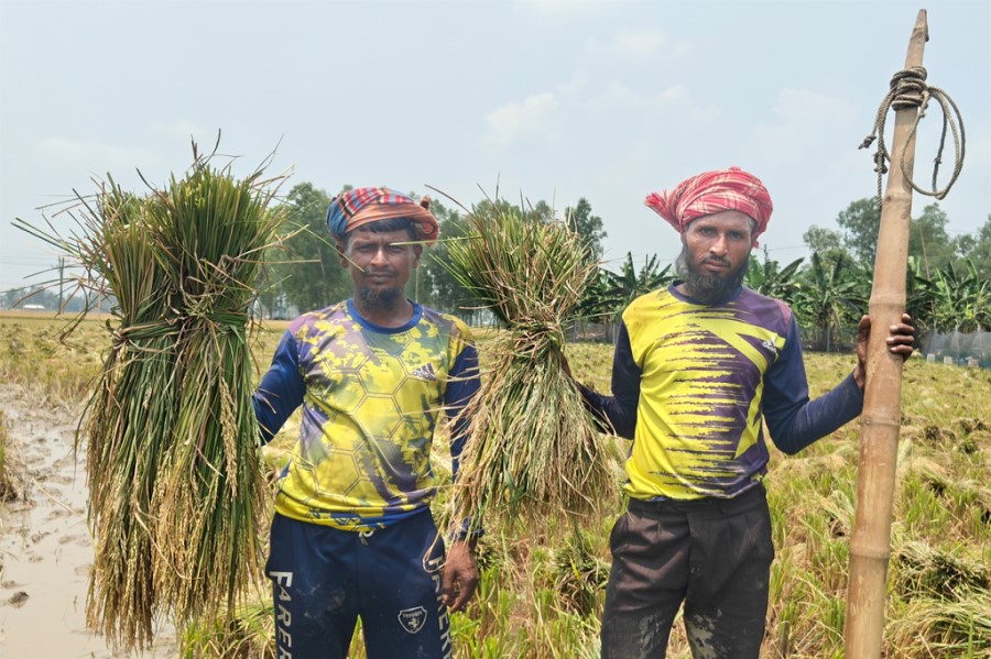 ধান কেটে ঘরে নিচ্ছেন কৃষক, জীবনের ভার বইছেন নিঃশব্দে।