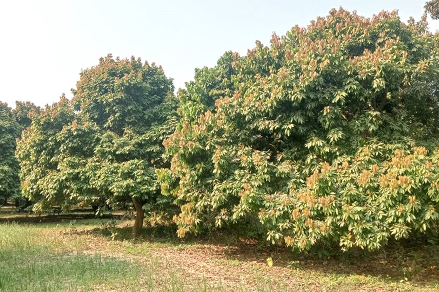 A view of a litchi orchard at Aotapara village in Ishwardi upazila of Pabna district