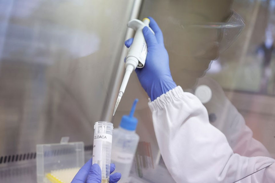 Talita de Lima Freitas, federal agricultural inspector, works on a sample to test for avian influenza virus at the Reference Laboratory of the World Organization for Animal Health in Campinas, Brazil April 25, 2023.