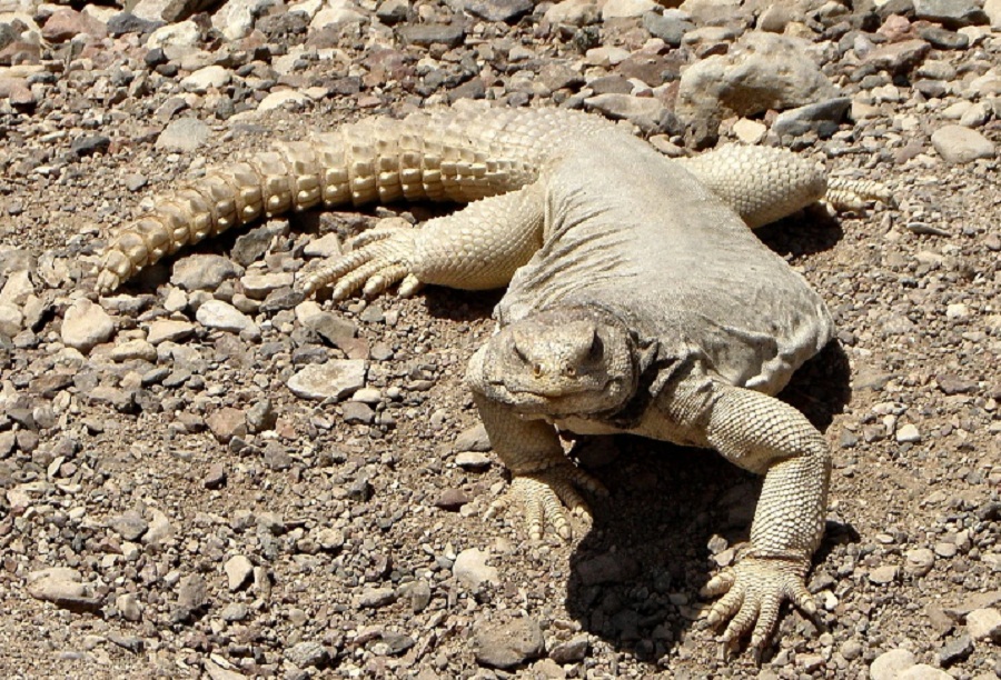 Representational image