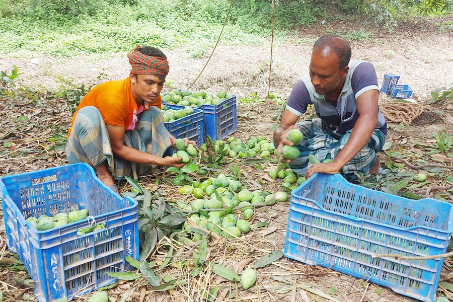 Farmers busy sorting out mangoes after plucking in an orchard in Rajshahi city
