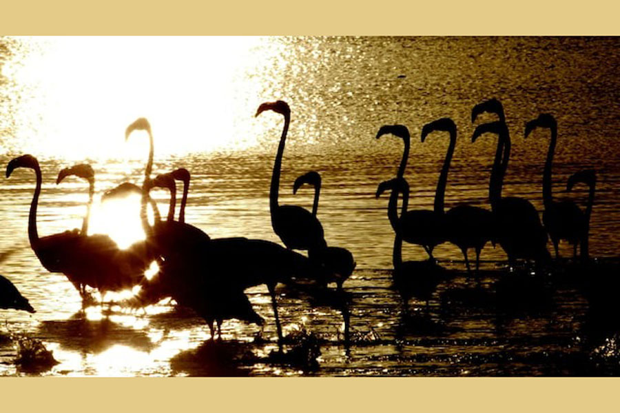 Flamingoes wade in the late afternoon light at Zeekoevlei nature reserve in Cape Town, August 12, 2003.