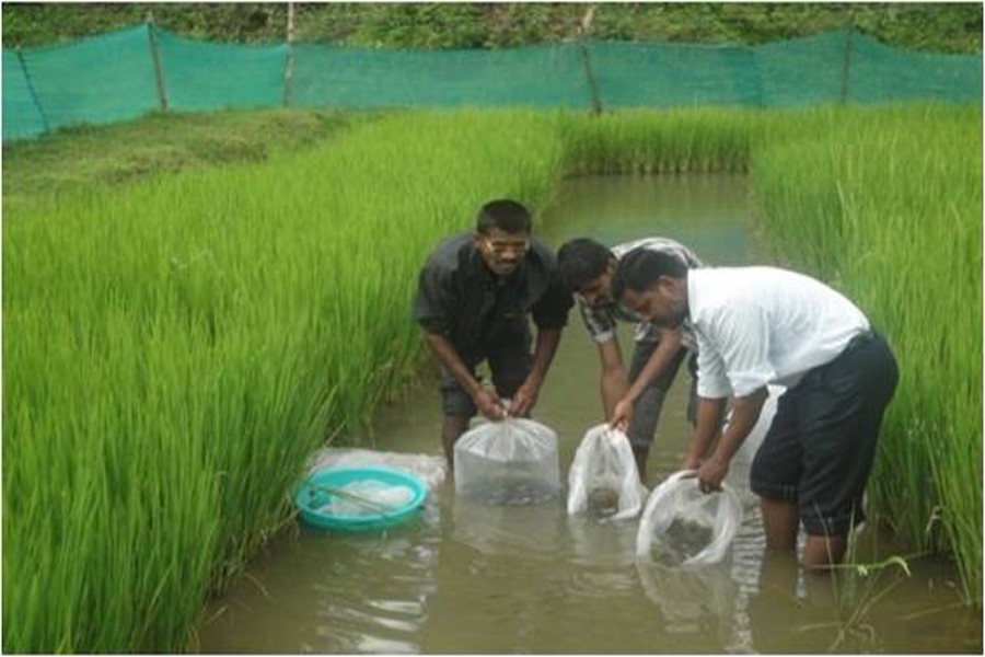 Fish cultivators and local fisheries officials releasing fish in a paddy field at Nayakandi village under Kotalipara Upazila in Gopalganj district recently. — FE Photo