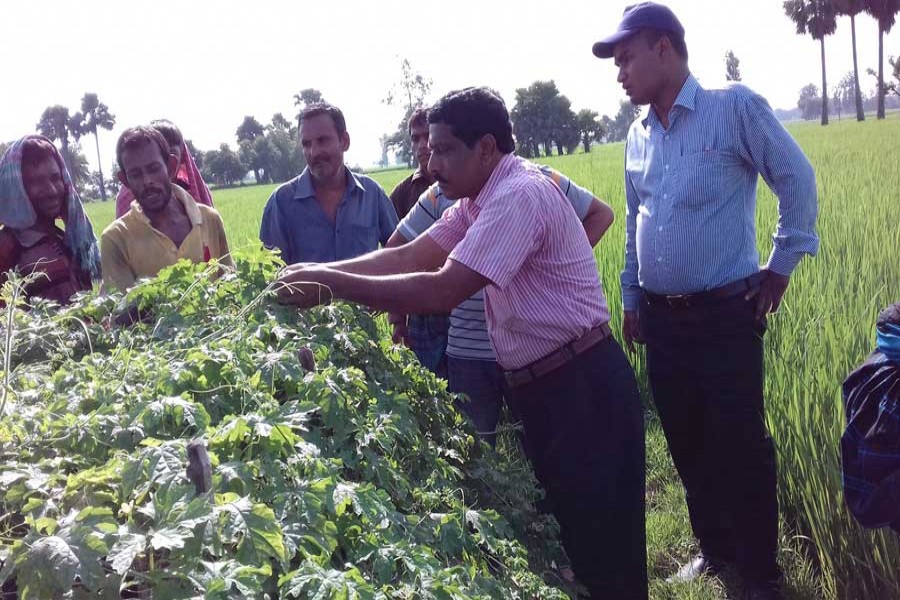 A high official of (DAE is monitoring a bitter gourd land in Khetlal upazila of Joypurhat on Monday. — FE Photo