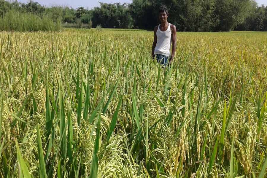 A farmer takes care of his Aman field in Baniapara village of Taraganj upazila in Rangpur. The photo was taken on Monday. — FE Photo