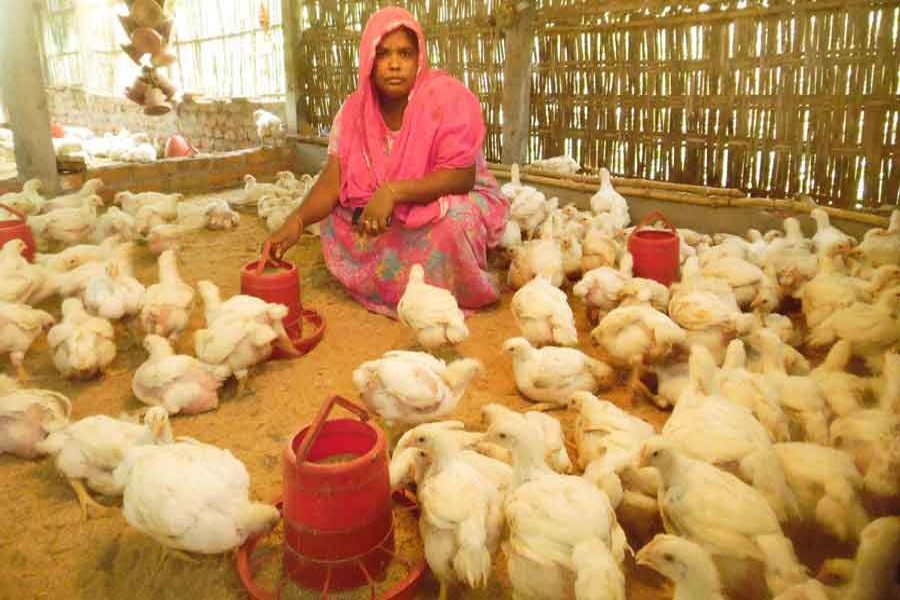 Mariam Begum takes care of her poultry farm in Dhap Sarderpara area of Rangpur on Monday. — FE Photo