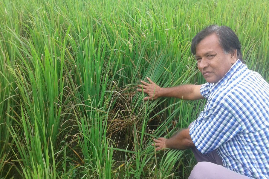 Abdur Rahim, a frustrated farmer, shows his pest and disease-hit Aman field in Basuniapara village of Chairaikhola union under Nilphamari Sadar. — FE Photo