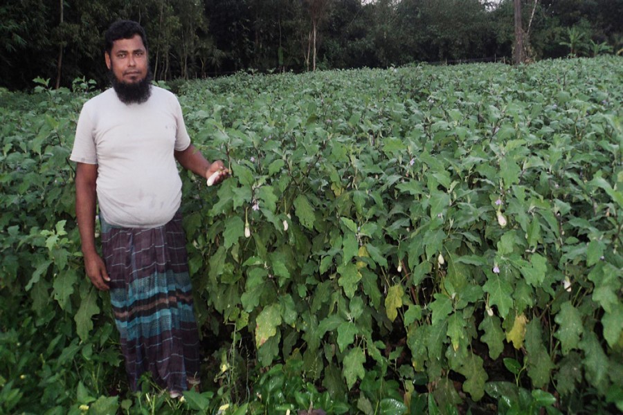 A farmer looks satisfied over the good production of brinjal in Aditmari of Lalmonirhat. The photo was taken on Sunday. — FE Photo