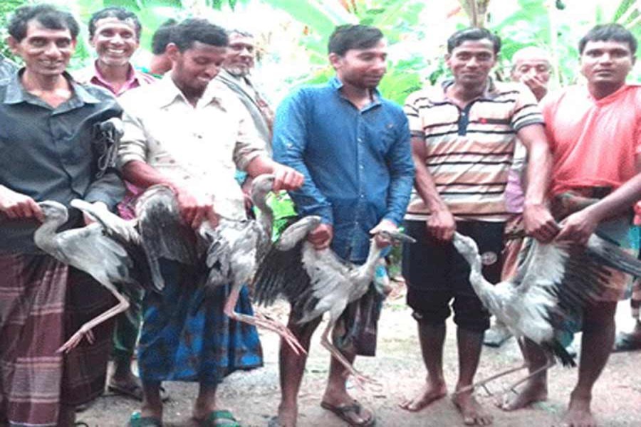 Villagers of Shamskhalsi under Naldanga upazila of Natore rescued some injured ‘Shamuk Khol’ birds after a recent storm. — FE Photo