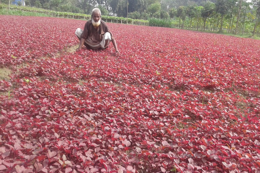 A red spinach field in Rupshi village of Ranipukur union under Mithapukur upazila of Rangpur. The picture was snapped on Thursday. — FE Photo