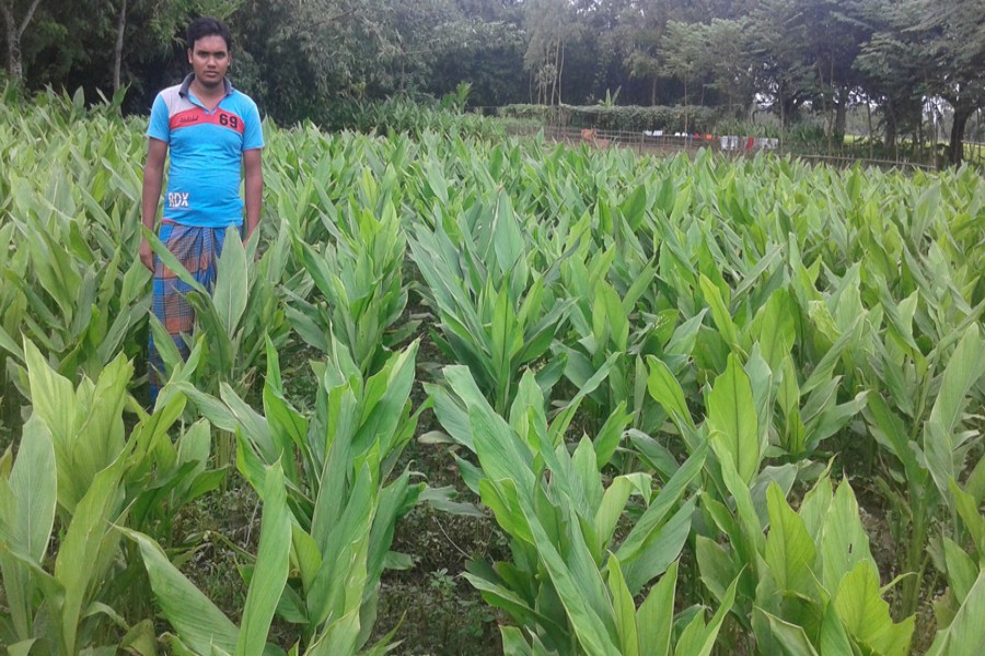 A partial view of a turmeric field in Dangapara village under Taraganj upazila in Rangpur. The photo was taken on Sunday. — FE Photo