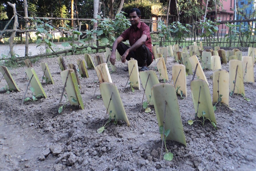 A farmer takes care of the newly-planted cauliflower saplings at Dupchanchia upazila of Bogra on Thursday. — FE Photo