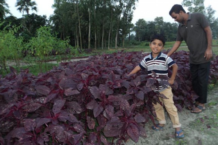 A partial view of a red spinach field in Sanjoypur village under Kahaloo upazila of Bogra. — FE Photo