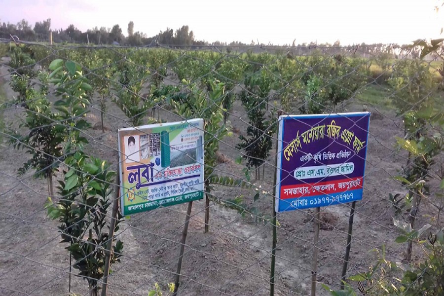 A view of a malta orchard in Samontaher village under Khetlal upazila of Joypurhat. — FE Photo