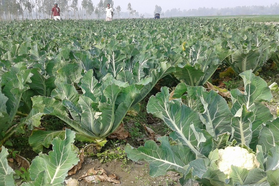 RANGPUR: A partial view of a field of an early variety of cauliflower in Jummakhanpara village of Ranipukur union under Mithapukur upazila. The photo was taken on Sunday. — FE Photo