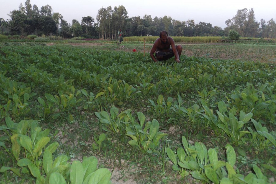A farmer takes care of a radish field under Raiganj upazila in Sirajganj. The snap was taken on Monday. — FE Photo