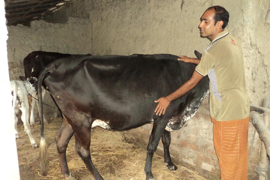 A brahma cow at a farmer's shed in Ektala village of Ratah Kandi union under Sirajganj Sadar. The snap was taken on Tuesday. — FE Photo