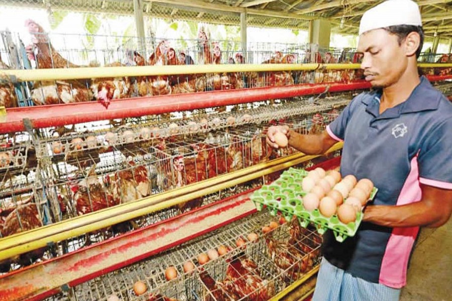 A poultry rearer collects eggs at his farm under Shazahanpur upazila of Bogra district on Tuesday. — FE Photo