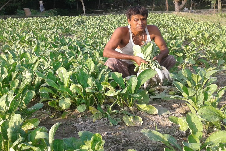 A farmer takes care of his radish field in Mandrain village under Gangachara upazila of Rangpur on Thursday. — FE Photo