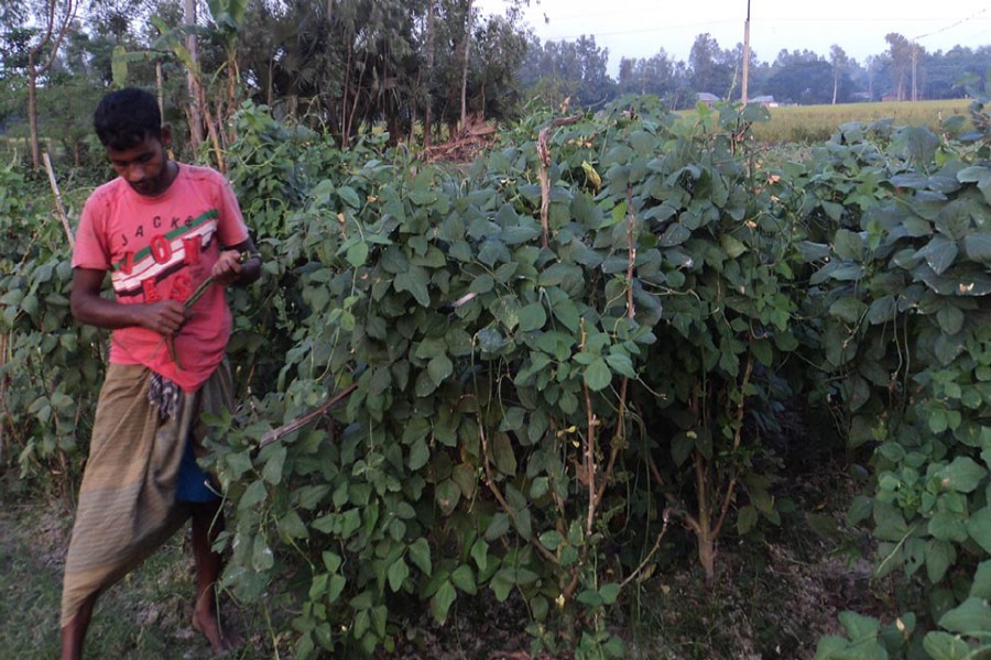 A peasant harvests snake beans from his land for sale in the local market on Sunday. — FE Photo