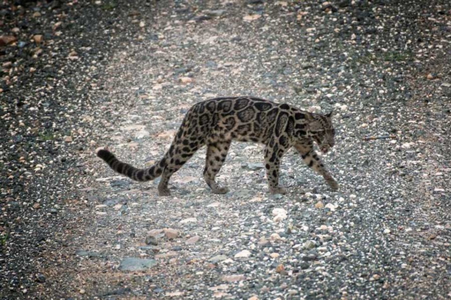 A Bornean Clouded Leopard (Neofelis diardi), found only on Borneo and Indonesia's Sumatra is seen in the Deramakot Forest Reserve in Malaysia's Sabah state, Nov 6, 2017. - Reuters