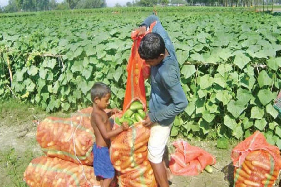 A farmer packages the newly-harvested cucumber on his field before sale in the local market in Bogra. — FE Photo