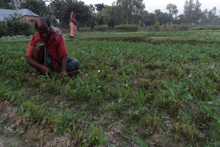 A farmer takes care of his water spinach land in Borkeder village under Kahaloo upazila of Bogra on Thursday. — FE Photo