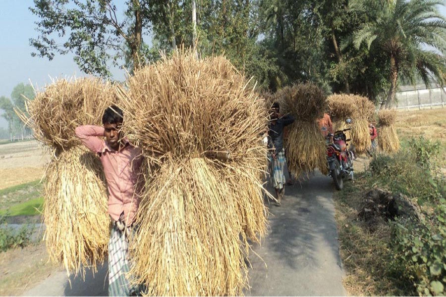 Farmers on their way home with the newly-harvested Aman paddy in Merai village under Dupchanchia upazila of Bogra on Saturday. — FE Photo