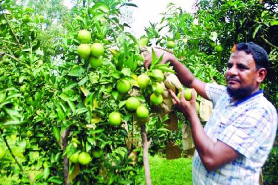 A farmer collects malta from his orchard in Jamtola village of Jhilim union under Chapainawabganj Sadar upazila on Monday. — FE Photo