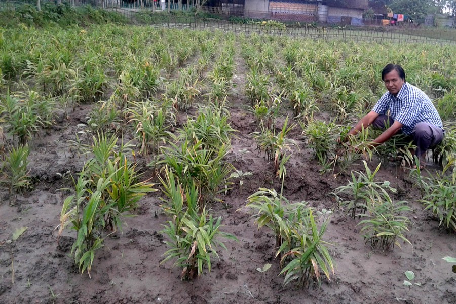 A farmer takes care of his ginger field in Basuniapara village of Charakhola union under Nilphamari Sadar on Tuesday. — FE Photo