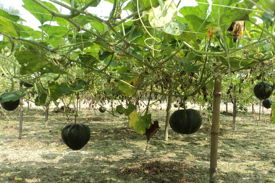 An eye-catching view of a pumpkin field in Bogra Sadar. The photo was taken on Thursday. —FE Photo