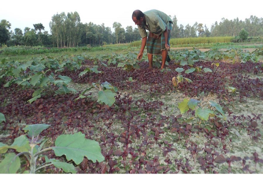 A farmer growing red spinach and brinjal on the same land in Bogra. The photo was taken on Monday. — FE Photo