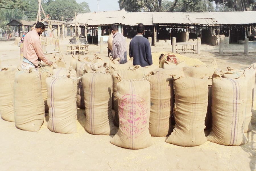 Sacks full of newly-harvested T-Aman paddy are ready to be sent to the local wholesale market at Kazipur upazila in Sirajganj on Tuesday. — FE Photo
