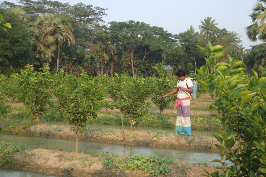 Malta grower Mafizur Rahma takes care of his orchard in Chandradighalia village under Gopalganj Sadar. — FE Photo