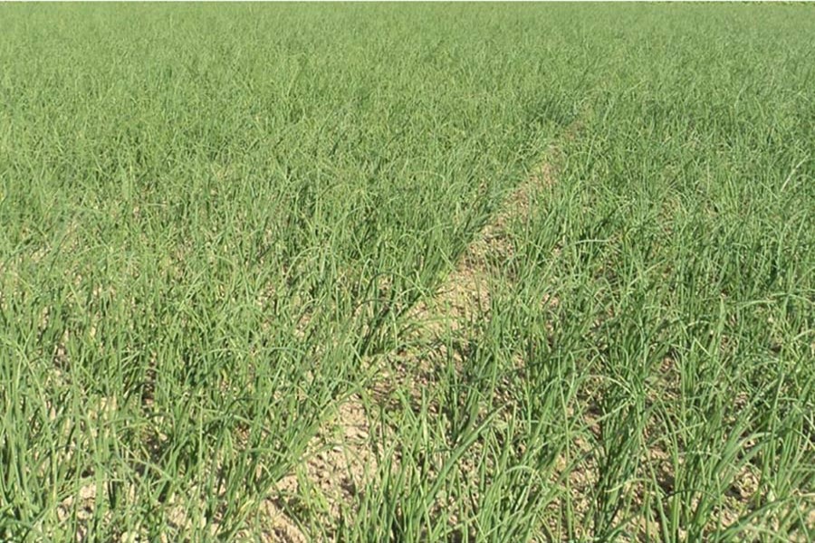 Natore green onion cultivators are making good profits following its satisfactory price in this season. - FE photo