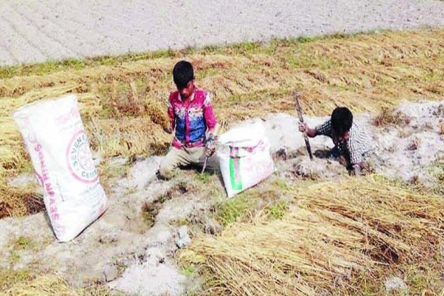 Boys collect paddy from rat holes in Char Nazirdaho village under Kawnia upazila in Rangpur on Sunday. — FE Photo