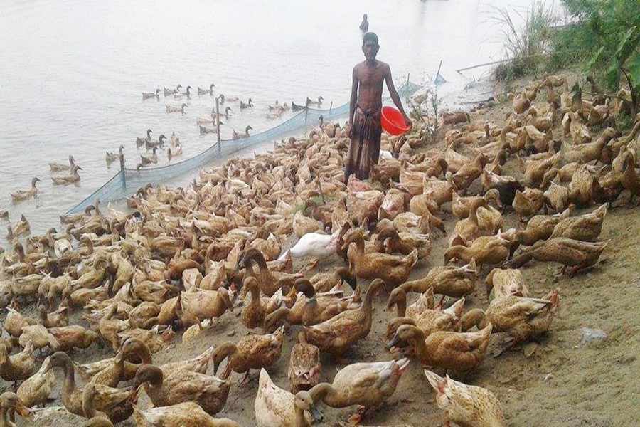 A farmer is feeding duck at his farm under Kazipur upazila of Sirajganj on Monday. — FE Photo