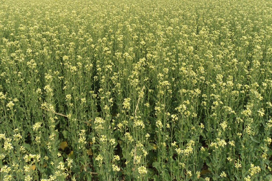 A mustard field in Bogra Sadar upazila. The photo was taken on Tuesday. — FE Photo