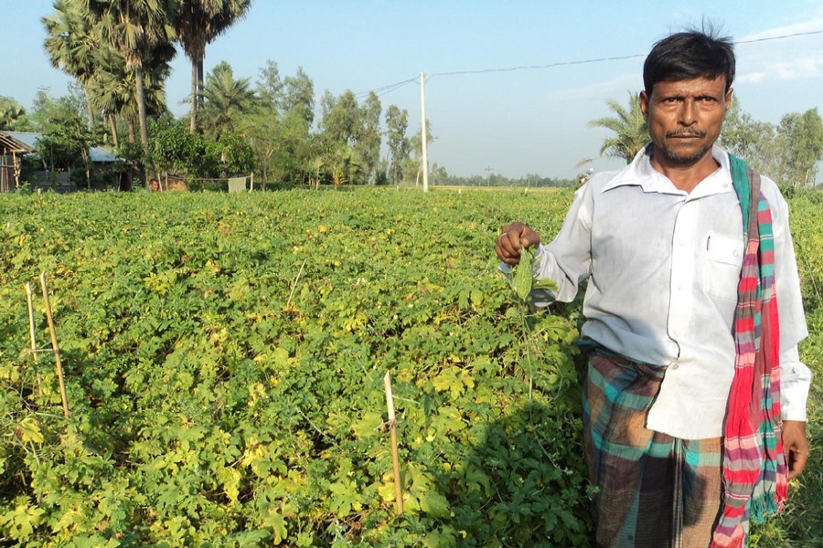 A bitter-gourd grower shows his produce in Shingra of Natore on Wednesday. — FE Photo